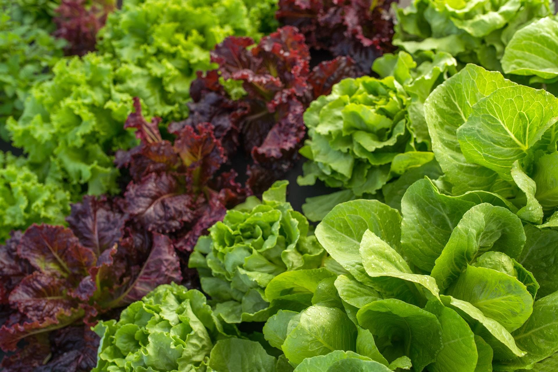 Verduras y productos hortícolas en Narón