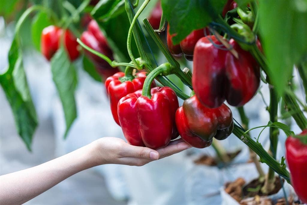 Agrohuerta, especialistas en artículos del campo