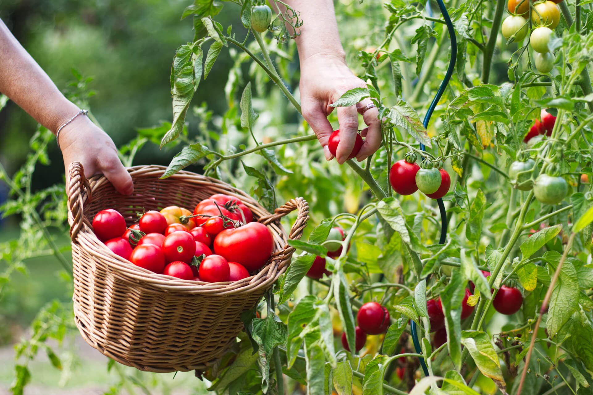 Otros productos de campo cultivados